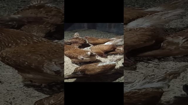 А вы даёте курочкам хлеб