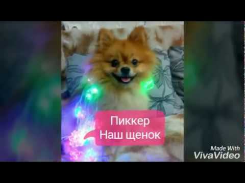 Пиккер- наш щенок смотреть онлайн