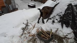 Козы любят тыкву. Ещё один признак сукозности. Снимаем козлят с молока. Он не курица.