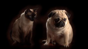 Кошка как собака.