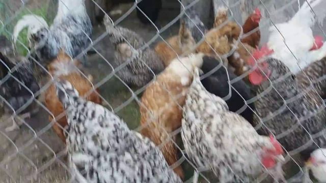 Какую породу кур выбрать? Что лучше порода и кросс?
