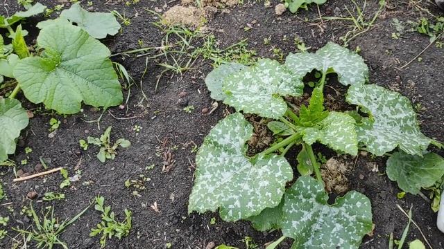 Подкормка кабачков и тыкв в июне до плодоношения