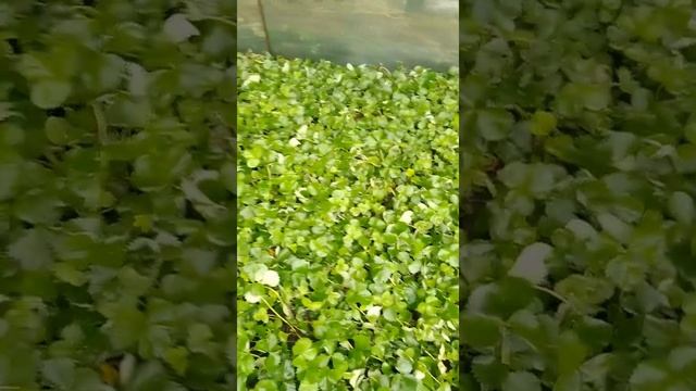 рассада клубники Клери, Мурано смотреть онлайн