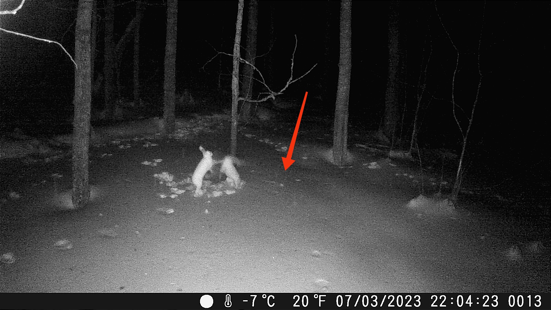 Жестокая природа. Битва зайцев за ресурсы. смотреть онлайн