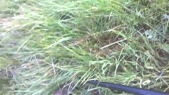 Смелая зверюшка. Водяная полевка Атакует. смотреть онлайн