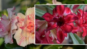 Я ВАМ ДАРЮ БУКЕТ АДЕНИУМОВ