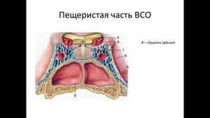 Внутренняя сонная артерия.