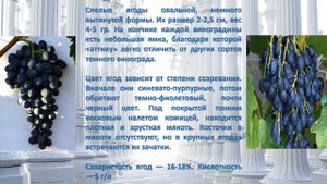Аттика виноград