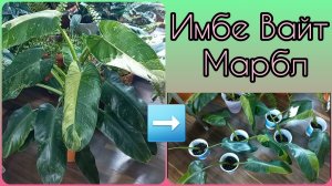 Был ОДИН, стало СЕМЬ?Филодендрон Имбе Вайт Марбл или Jose Buono?Размножаю впервые?Грунт?Полив?