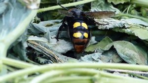 Сколия-гигант или сколия пятнистая.