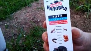 Как бороться с тлей и муравьями на яблонях