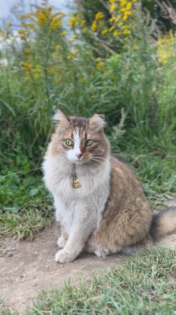 Настоящий сибирский богатырь.😸😄