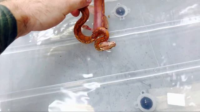 НОВОРОЖДЕННЫЕ СЕТЧАТЫЕ ПИТОНЫ/ПОМОГАЮ ПОЛИНЯТЬ ТЕГУ смотреть онлайн