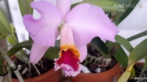 Cattleya mossiae. Каттлея мосси, некоторые особенности и уход.