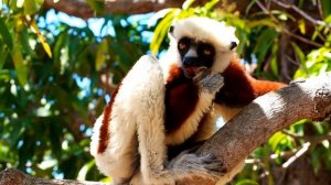 Madagascar - Nosy Be, Mahajanga and more by bus, plane, boat and walking