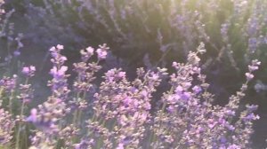 Лавандовое поле в Крыму. 28.06.2023