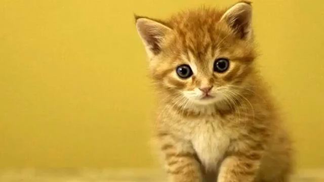 Вот это искренность! Просто хит! Ничего не напоминает?! смотреть онлайн