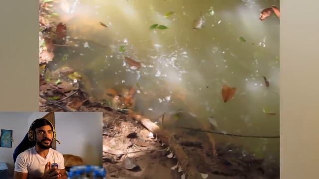 QUANDOS OS ANIMAIS CONTRA-ATACAM смотреть онлайн