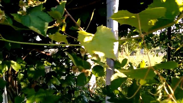 Ежевика сорт Натчез Ранняя Укрывная. 03.06.18.