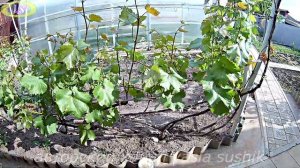 Весенние работы на винограднике.Нормировка винограда побегами.Обломка побегов на винограде.