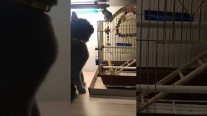 КАК ПОДРУЖИТЬ КОШКУ С ПОПУГАЕМ