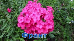 Флоксы Царевна Лебедь, Блю Бед, Франт, Шербургские Зонтики