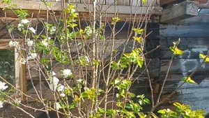 Огород и сад! Тюльпаны цветут на Урале. Томаты в теплице хорошо прижились. Дятел за забором..mp4