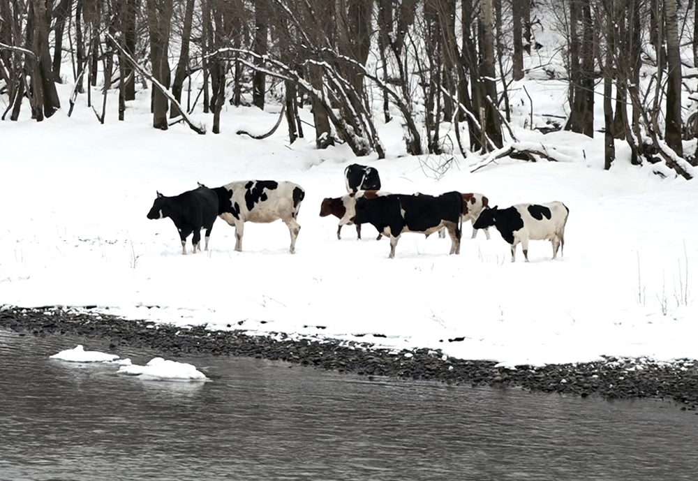 В Сибири спасли стадо коров с острова посреди реки / События на ТВЦ