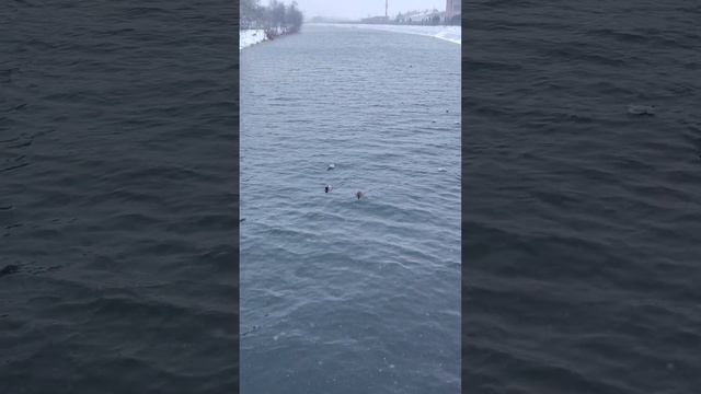 Blue water is so cold! #nature #lake #winter #snow