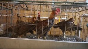 Ayam ketawa -Аям Кетава, петухи, которые хохочут