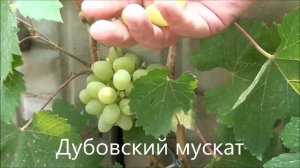 Дубовский мускат