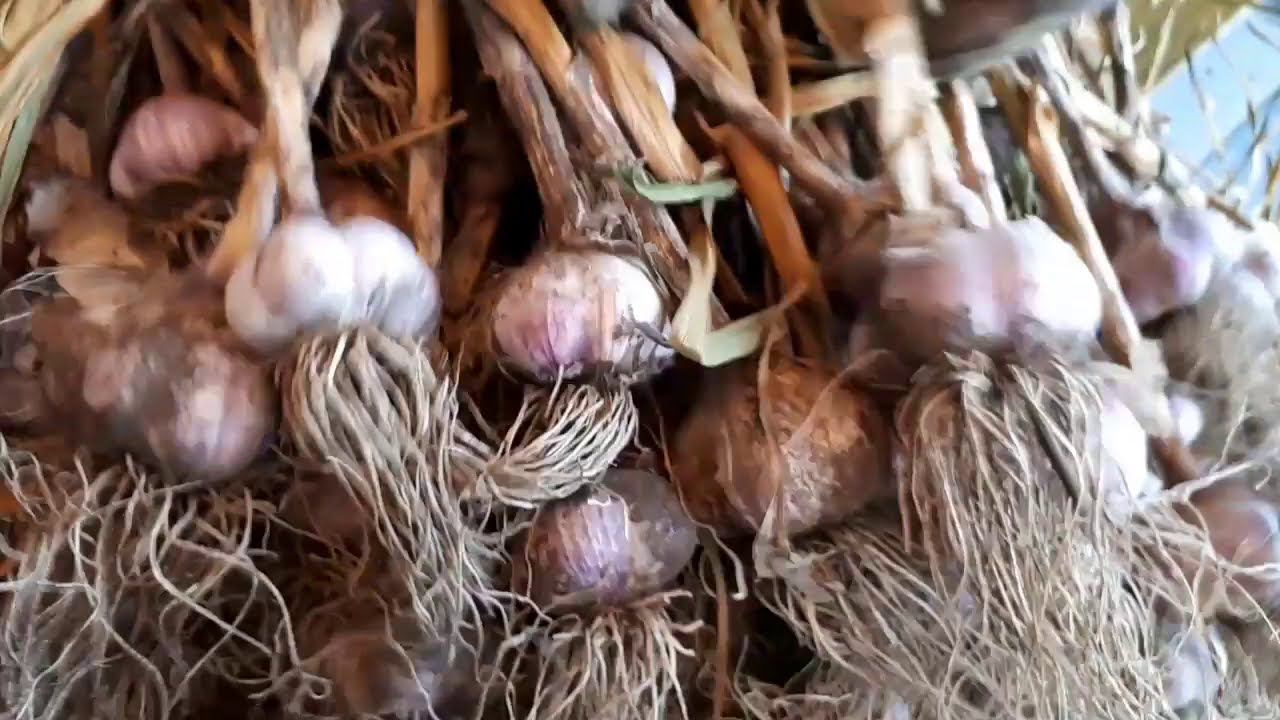 Сушим озимый чеснок....