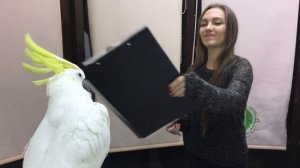 Попугай Какаду Кирюша нападает