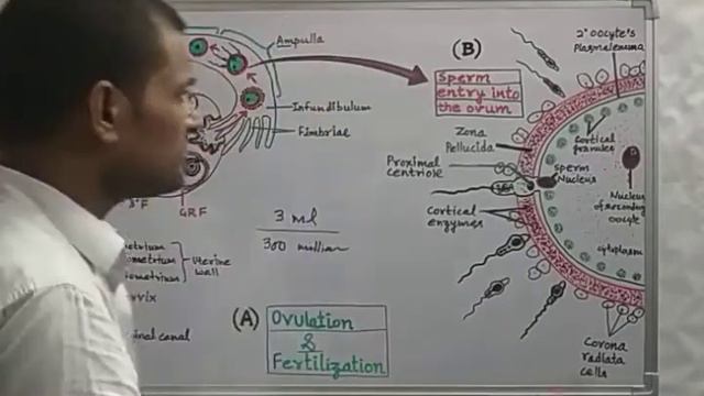 #human_reproduction (#Fertilization) #ncertbiology_Class12th_NEET,Video-13th by Singh Sir(S.B.Singh