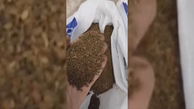 Сепарация фацелии сепаратором сад смотреть онлайн