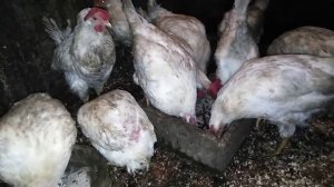 Несушки Декабл Уайт / Расклев яиц