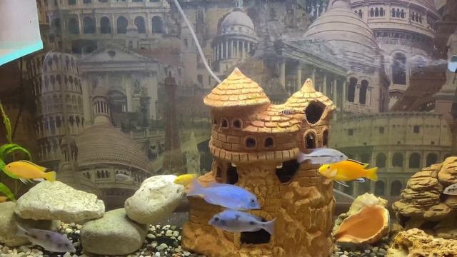 Мороженный корм. Кормление цихлид. Аквариумист