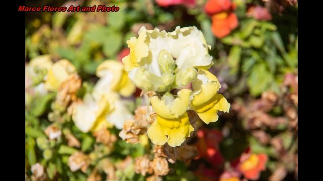 Outdoor Flowers Photographed With Different Lenses, 2 of 4, SMC PENTAX-DA 1:3.5-5.6 18-135MM LENS смотреть онлайн