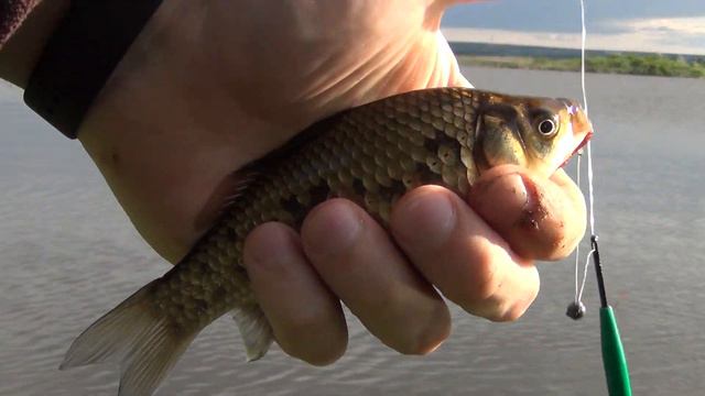 Летняя поплавочная рыбалка на карася в июне на мелководье. смотреть онлайн