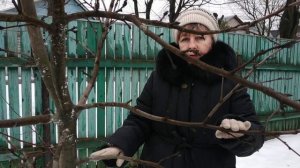 Весенняя обрезка деревьев.Шаг 4.Принцип соподчинения побегов..mp4