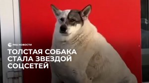 Толстая собака стала звездой соцсетей