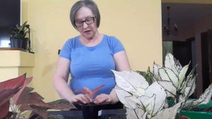 Аглаонемы покупка и пересадка в новый грунт.