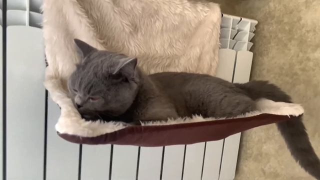 День Рождения! Кошке Мишель 1 годик, Теплый Подарок - Подвесной Гамак на Радиаторы смотреть онлайн