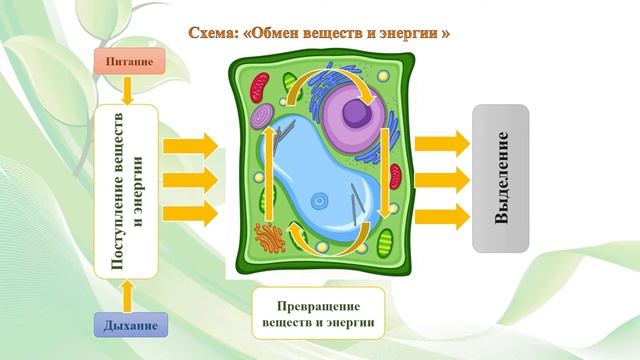 Тема 1. Общие свойства живых организмов смотреть онлайн