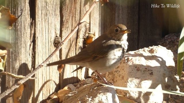 Hermit Thrush Bird смотреть онлайн