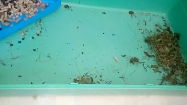 Уборка клетки у кролика. смотреть онлайн