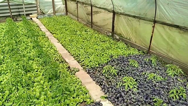 Базилик. Выращивание базилика в теплице. Приправа. Специи. Красный, фиолетовый базилик. Дом. Огород смотреть онлайн