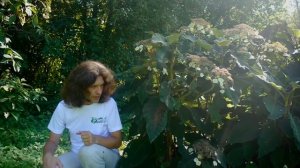 Гортензия Саржента I Hydrangea aspera sargentiana