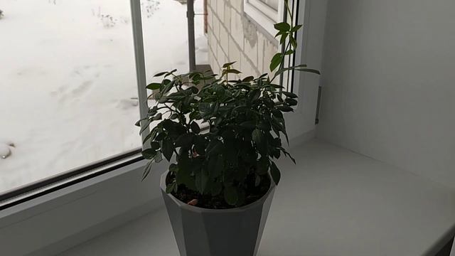 Комнатная /горшечная роза! Честные результаты реабилитации после покупки и способы лечения. смотреть онлайн