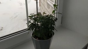 Комнатная /горшечная роза! Честные результаты реабилитации после покупки и способы лечения.